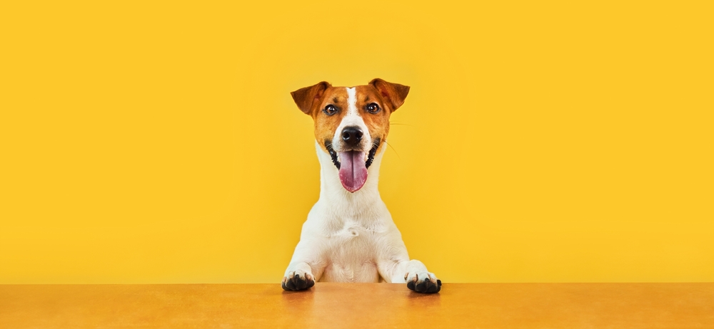 Jack Russell dog on a yellow background